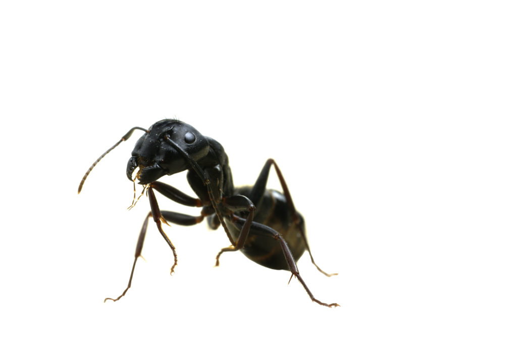 A macro image of a scary carpenter ant standing on its back legs