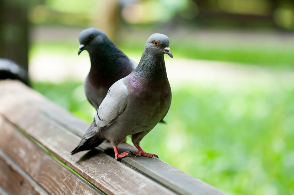Two pigeons on a wooden bench